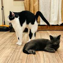 Thumbnail photo of Adoree & Pog #2