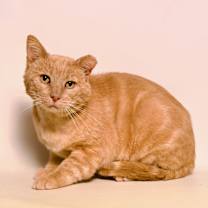 Thumbnail photo of Franklin #2