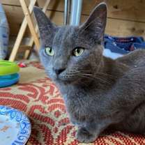 Thumbnail photo of Courtesy List: Little Monkey #1