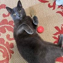 Thumbnail photo of Courtesy List: Little Monkey #2