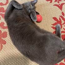 Thumbnail photo of Courtesy List: Little Monkey #3