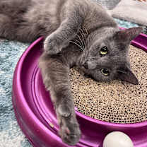 Thumbnail photo of QUNCY #2