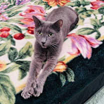 Thumbnail photo of QUNCY #3