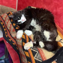 Thumbnail photo of Laszlo #3