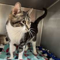 Thumbnail photo of Daesha #3