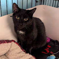 Thumbnail photo of CJ #2