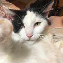 Thumbnail photo of Cooper #2