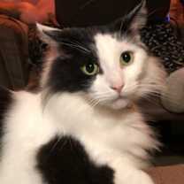 Thumbnail photo of Cooper #3