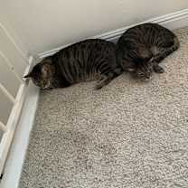 Thumbnail photo of Angel and Moses #2