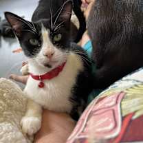 Thumbnail photo of Picasso #2