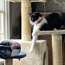 Thumbnail photo of Picasso #3