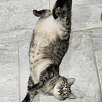 Thumbnail photo of Kiwi #4