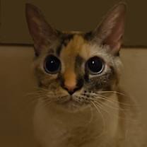 Thumbnail photo of Skyy #3