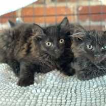 Thumbnail photo of Bella #3