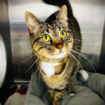 Thumbnail photo of Raja #3