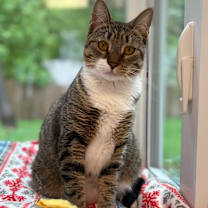 Thumbnail photo of Mota #1