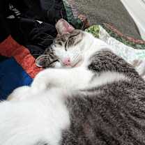 Thumbnail photo of Pimento #1