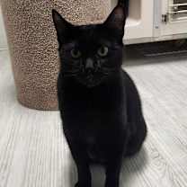 Thumbnail photo of Misty #4