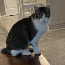 Thumbnail photo of Pimento #3