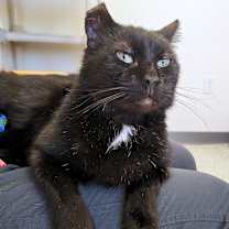 Thumbnail photo of Nigel #2
