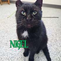 Thumbnail photo of Nigel #1