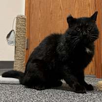 Thumbnail photo of Nigel #4