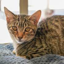 Thumbnail photo of Hubert #1