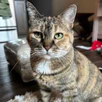 Thumbnail photo of Nala (FIV+) #1