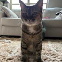 Thumbnail photo of Nala (FIV+) #3