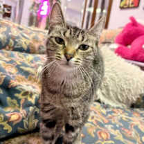 Thumbnail photo of Earhart #4