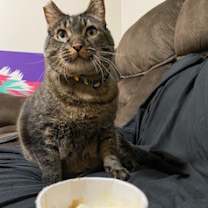 Thumbnail photo of Teddy!! #3