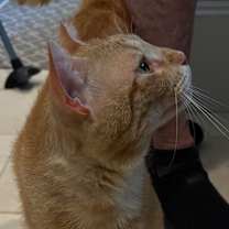 Thumbnail photo of Ginger Boy #2