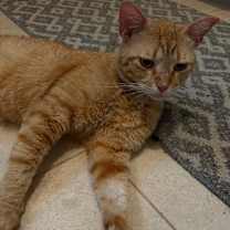 Thumbnail photo of Ginger Boy #3