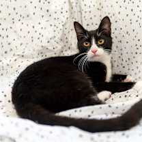 Thumbnail photo of Morgan #1