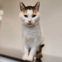 Thumbnail photo of Lily #1