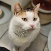 Thumbnail photo of Lily #2