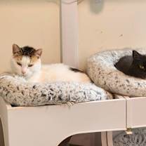 Thumbnail photo of Lily #3