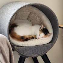 Thumbnail photo of Lily #4