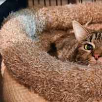 Thumbnail photo of Lucy #3