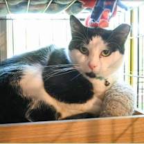 Thumbnail photo of Percy #1