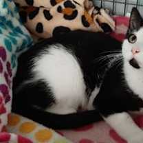 Thumbnail photo of Percy #2