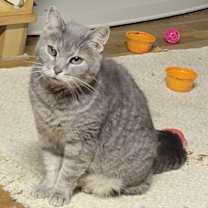 Thumbnail photo of Annette (only kitty!) Felv Positive  #1