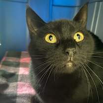 Thumbnail photo of Lilac 2024 #3