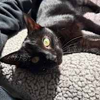 Thumbnail photo of Lilac 2024 #4