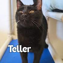 Thumbnail photo of Teller #1