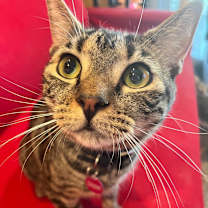 Thumbnail photo of Skipper #3