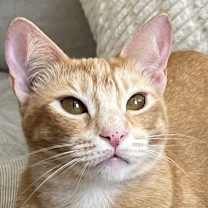 Thumbnail photo of Candy #3