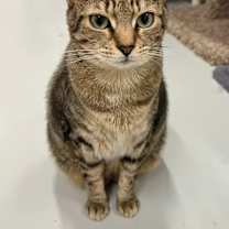 Thumbnail photo of Tabby #4