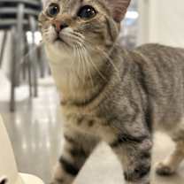 Thumbnail photo of Roselle #4