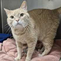 Thumbnail photo of Apple #4